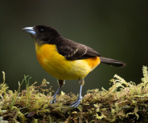 Cali Valle Del Cauca Colombia