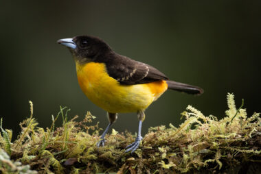 Cali Valle Del Cauca Colombia