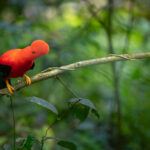 Exploring Bolivia&rsquo;s Birdlife: Top Destinations & Spectacular Species