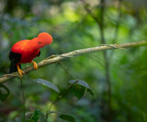 Jardin Antioquia Colombia