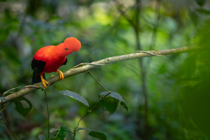 Jardin Antioquia Colombia