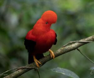 Jardin Antioquia Colombia