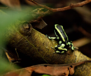 Jurubira Choco Colombia