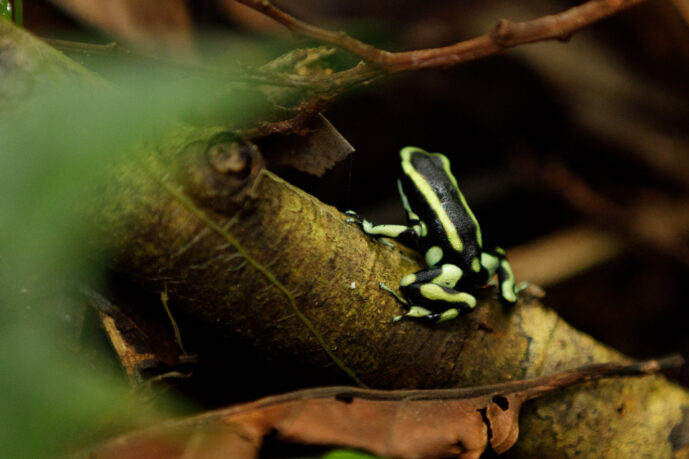Jurubira Choco Colombia