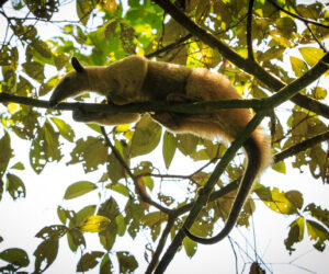 Leticia Amazonas Colombia