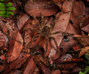 Leticia Amazonas Colombia