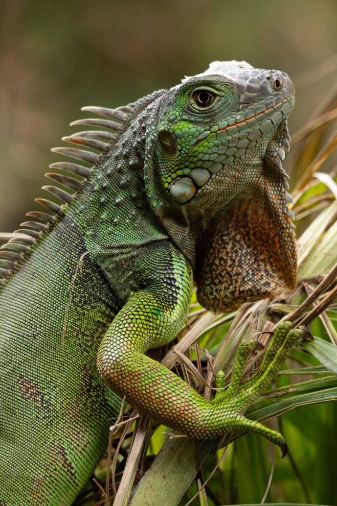Los Naranjos Magdalena Colombia