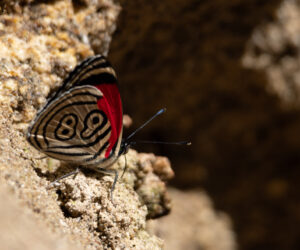 Mamarongo Magdalena Colombia