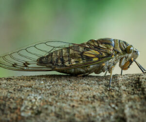 Minca Magdalena Colombia