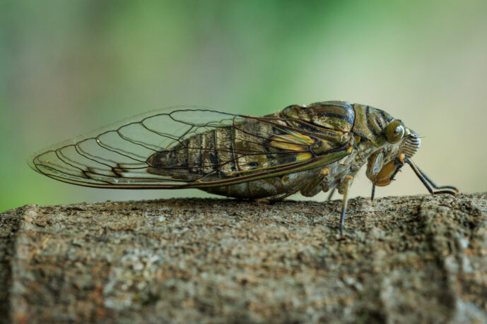 Minca Magdalena Colombia