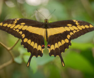 Calarcá Quindio Colombia