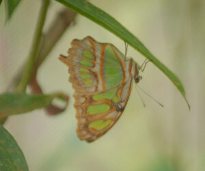 Calarcá Quindio Colombia