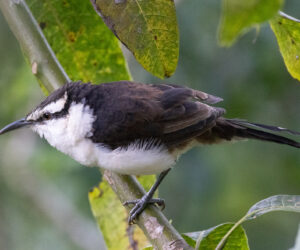 Minca Magdalena Colombia