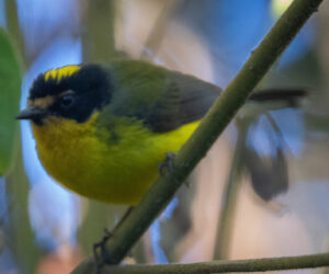 Cerro Kennedy Magdalena Colombia