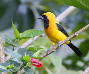 Minca Magdalena Colombia