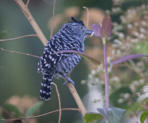 Minca Magdalena Colombia
