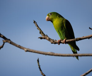 Minca Magdalena Colombia