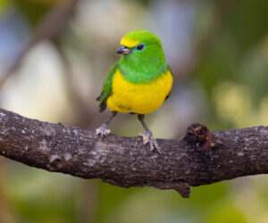 Minca Magdalena Colombia