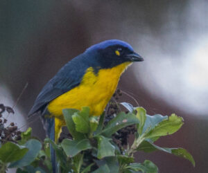 Cerro Kennedy Magdalena Colombia