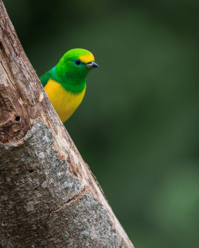 Minca Magdalena Colombia