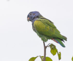 Minca Magdalena Colombia