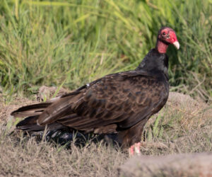 Mompox Bolivar Colombia