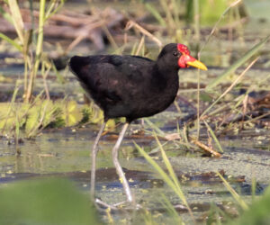 Mompox Bolivar Colombia