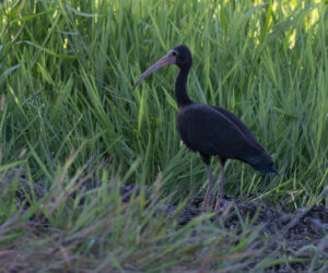 Mompox Bolivar Colombia