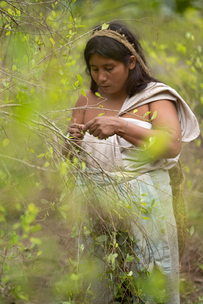 Mulkwakungui Magdalena Colombia