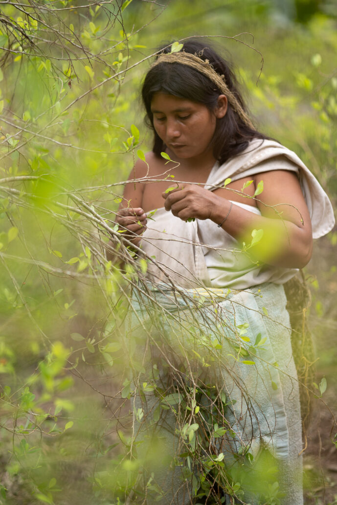 Mulkwakungui Magdalena Colombia