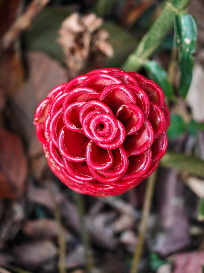 Minca Magdalena Colombia