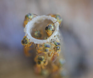 Minca Magdalena Colombia