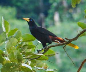 Minca Magdalena Colombia