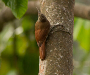 Minca Magdalena Colombia
