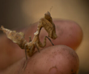 Minca Magdalena Colombia