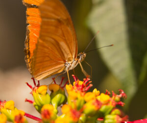 Minca Magdalena Colombia
