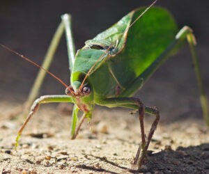 Nabusimake Cesar Colombia