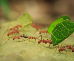Parque Tayrona Magdalena Colombia