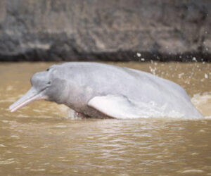 Puerto Arturo Guaviare Colombia