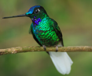 Minca Magdalena Colombia