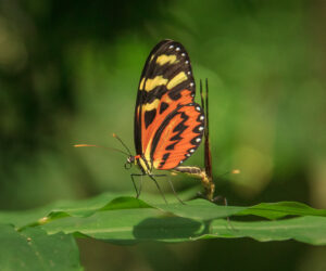 Rio Don Diego Magdalena Colombia