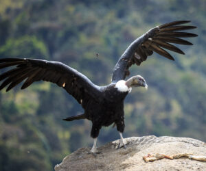 Parque Purace Cauca Colombia