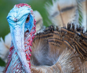 Satei Magdalena Colombia