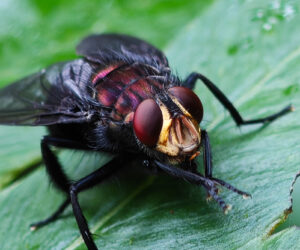 Satei Magdalena Colombia