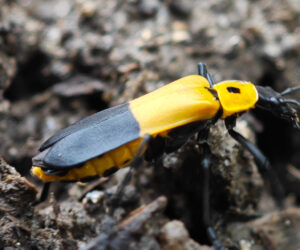 Satei Magdalena Colombia