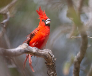 Boca de Camarones Guajira Colombia