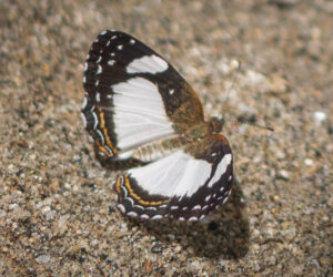 Don Diego Magdalena Colombia