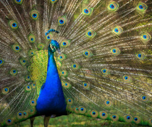Don Diego Magdalena Colombia
