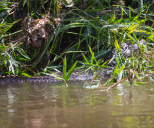 Don Diego Magdalena Colombia