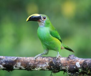 Cañon Del Combeima Tolima Colombia
